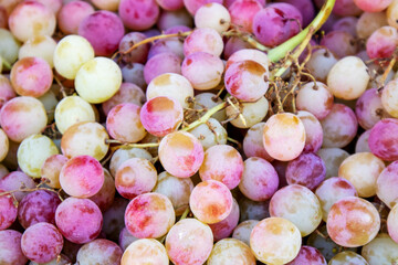 green-purple unwashed grapes. fresh harvest of green-purple grapes
