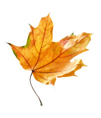 Falling yellow leaf on white background