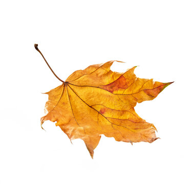 Falling autumn leaf on white background