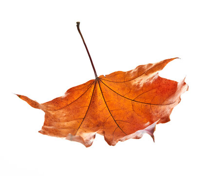 Falling orange dry leaf on white
