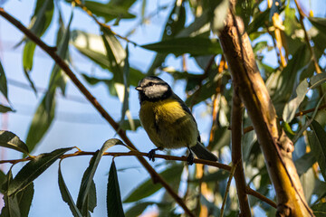 Obraz premium Eurasian Blue Tit perched on a tree branch