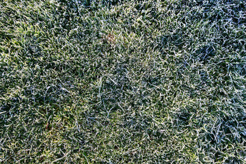 background green grass in frost weather lawn autumn