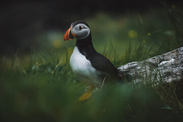 atlantic puffin or common puffin