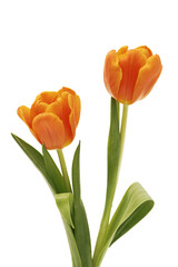 Obraz premium Fresh orange spring tulips isolated on transparency photo png file 