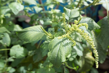 Variant types of spinach plants in Latin are called Amaranthus retroflexus
