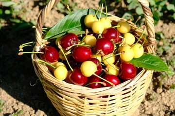 basket of red and yellow cherries on the ground. 