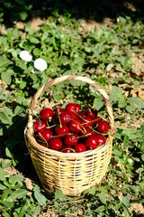 basket of red and yellow cherries on the ground. 