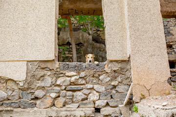 Abandoned animals on the streets of a ruined city, stray dogs near ruined houses. Destroyed and...