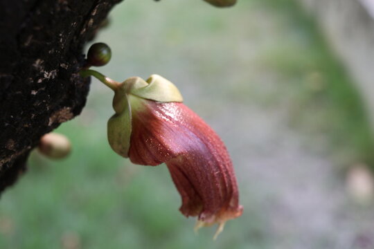 Brown flower of Gourd Tree on bark and blur background.