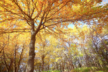 yellow tree crown background top, fall leaves majestic