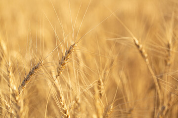 Wheat field on a sunny day. Grain farming, ears of wheat close-up. Agriculture, growing food...