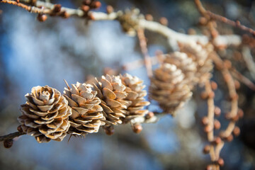 In the spring, a lot of cones grow on a pine tree on a branch in the forest.