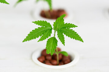 Cannabis seedlings are growing in seedling trays, soilless culture or hydroponic, cannabis is a plant that is recognized as a plant with medicinal benefits.