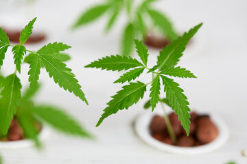 Cannabis seedlings are growing in seedling trays, soilless culture or hydroponic, cannabis is a plant that is recognized as a plant with medicinal benefits.