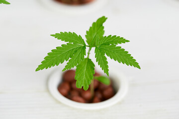 Cannabis seedlings are growing in seedling trays, soilless culture or hydroponic, cannabis is a...