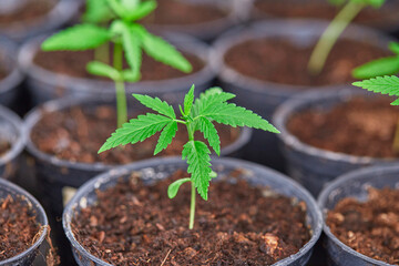Cannabis seedlings are growing in black pot. cannabis is a plant that is recognized as a plant with medicinal benefits.