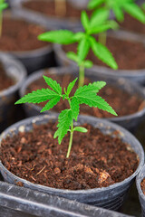 Cannabis seedlings are growing in black pot. cannabis is a plant that is recognized as a plant with medicinal benefits.