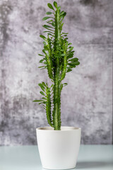 Euphorbia trigona, green decorative houseplant in white pot on gray background