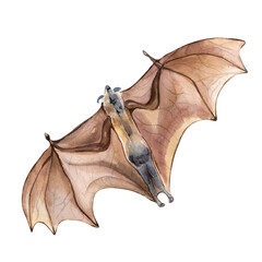 Fototapeta premium Brown bats watercolor illustration isolated on white background.