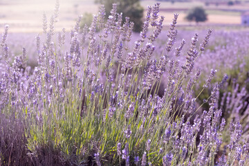sunrise in violet lavender field ısparta