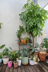 Several decorative plants of various types with many different pots, pachira aquatica, schefflera, palm trees, wooden floors in an attic