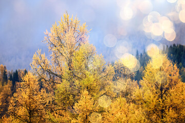 Fototapeta na wymiar scenery yellow larch beautiful autumn forest, ecology climate change