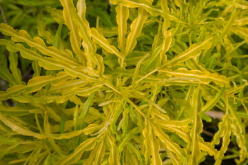 Yellow broccoli plant is an ornamental plant in Latin called Euodia ridleyi, has beautiful yellow leaves