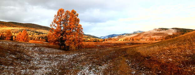 lonely yellow larch, tree autumn mountain landscape