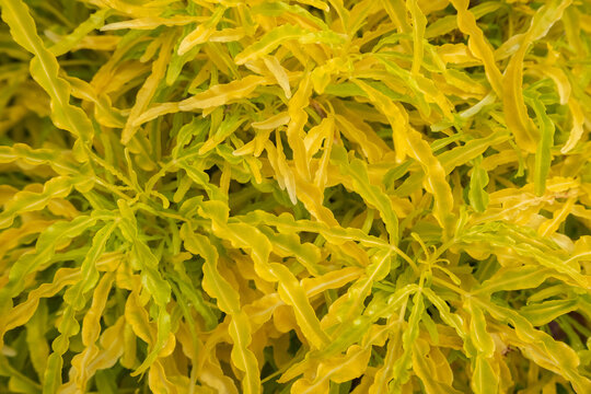 Yellow broccoli plant is an ornamental plant in Latin called Euodia ridleyi, has beautiful yellow leaves