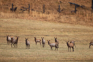 deer in the pasture animals wildlife no people