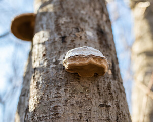 Tree with tinder fungus in an autumn forest.
