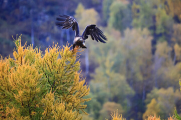 vulture eagle on an autumn tree in the wild