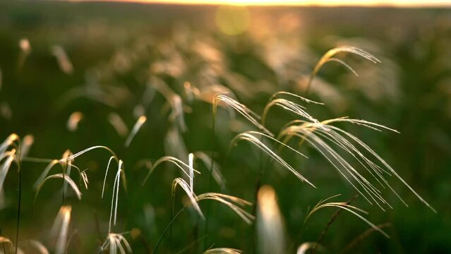 Close-up wheat spikelets on field on beautiful nature sunset andscape on sun rays . Grown rich harvest . Areas of agricultural plant production. Healthy food. Summer season and warm weather on rural.