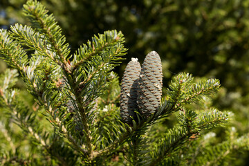 Cones and branches of korean fir (Abies koreana).