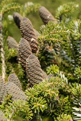 Cones of korean fir tree(Abies koreana). Sunny autumn day in the garden.