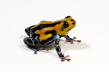 Pasco Poison Frog // Pasco Baumsteiger (Ranitomeya lamasi)