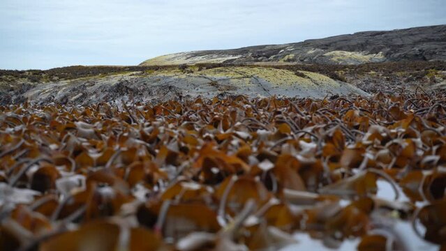 Kelp forest swings in the waves in low tide.