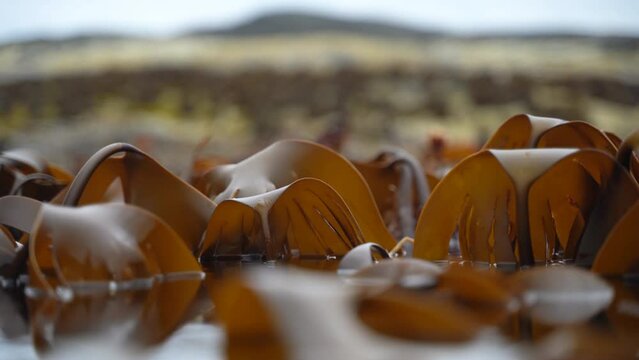 Closeup shot of kelp dancing back an forth in the slow waves during low tide.