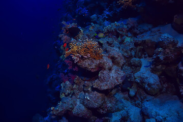 coral reef background, underwater marine life ecosystem ocean sea