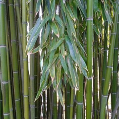 bamboo plants, evergreen perennial flowering plants