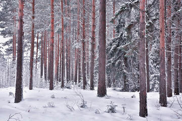 Fototapeta premium travel to canada winter forest landscape, seasonal view, panorama in the forest covered with snow