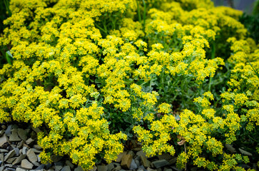 Obraz premium yellow flowers in the garden