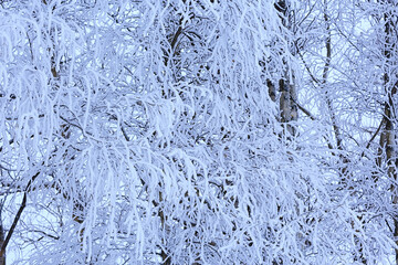 branches covered with frost background abstract winter december view