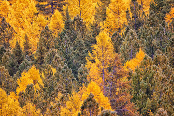scenery yellow larch beautiful autumn forest, ecology climate change