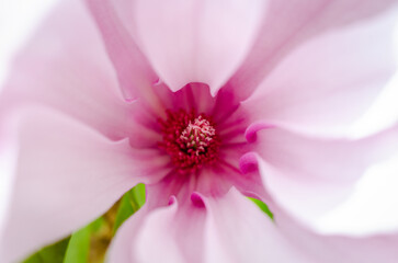 pink flower macro