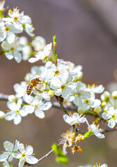 Bee on a flower of the white cherry blossoms. White flowers bloom in the trees. Spring landscape with blooming sakura tree. Beautiful blooming garden on a sunny day. Copy space for text.