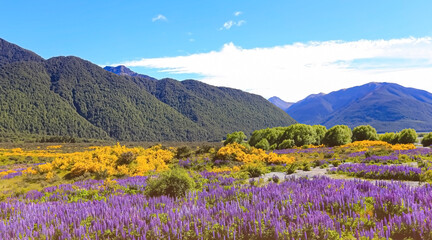 Obraz premium The lupine blossom field in spring season wild area and blue sky mountain background