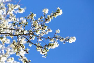 White flowers bloom in the trees. Spring landscape with blooming sakura tree. Beautiful blooming garden on a sunny day. Copy space for text.