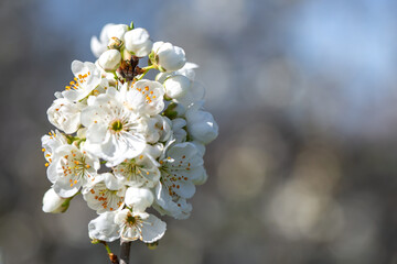 White flowers bloom in the trees. Spring landscape with blooming sakura tree. Beautiful blooming garden on a sunny day. Copy space for text.