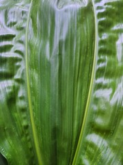 Full Frame Shot of Green Leaf, Illuminated for Backgrounds and Textures.